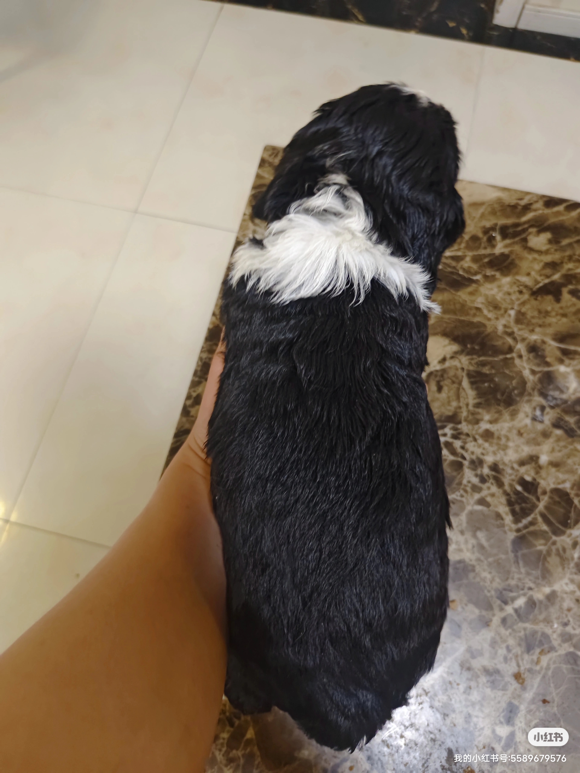 展示型史宾格（Show Cocker Spaniel，或称English